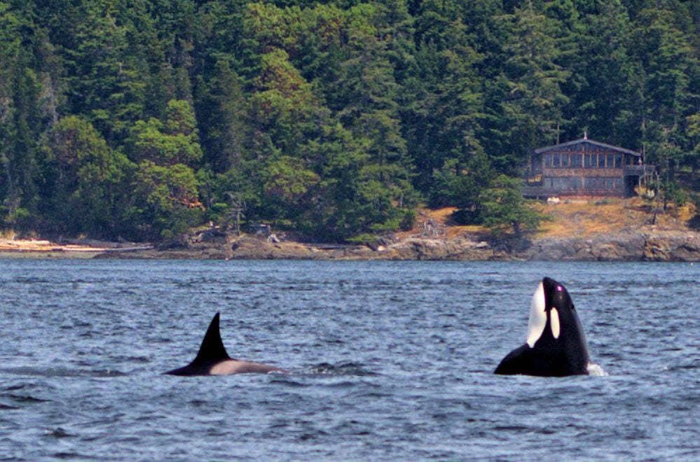 Orca spy hopping and surfacing near cabin shoreline during whale watching in Washington State