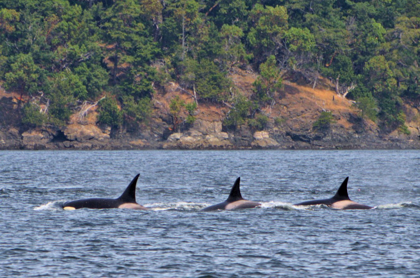 Three orcas swimming in a line with rocky cliff backdrop during whale watching in Washington State