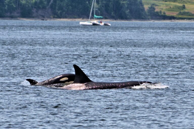 Orca with dorsal fin and eye patch surfacing with sailboat in background during Washington whale watching tour