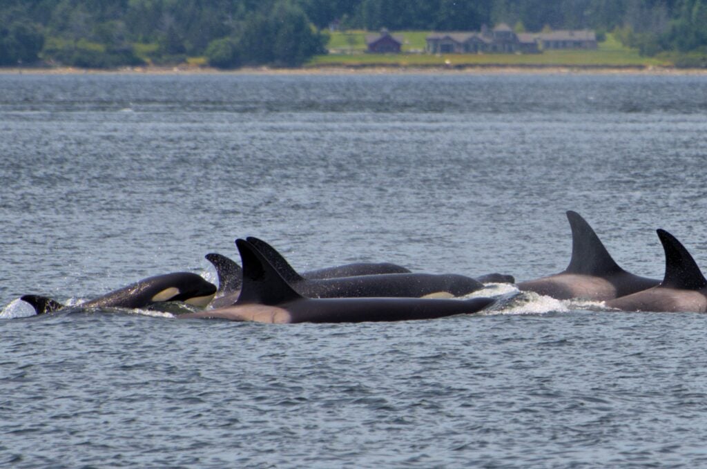Whale Watching in Washington: The Complete Shore Based Guide