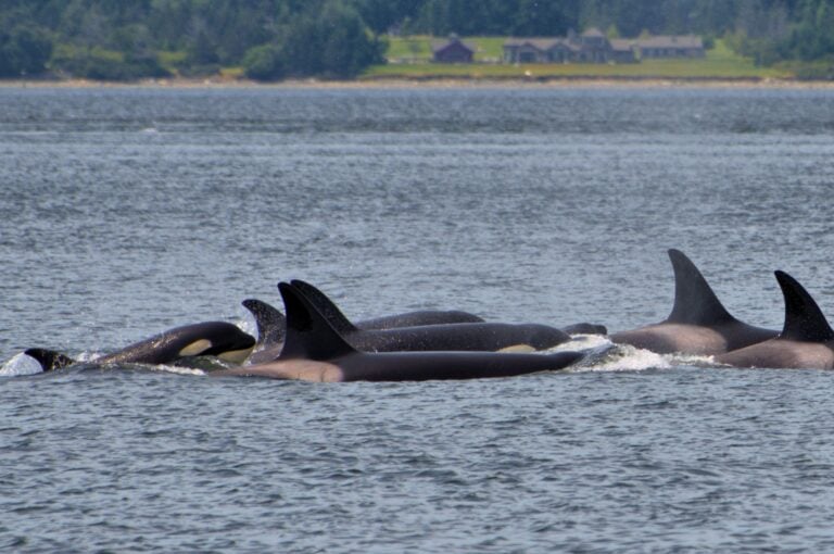 J9 pod of orcas swimming near forested shoreline during whale watching in Washington State