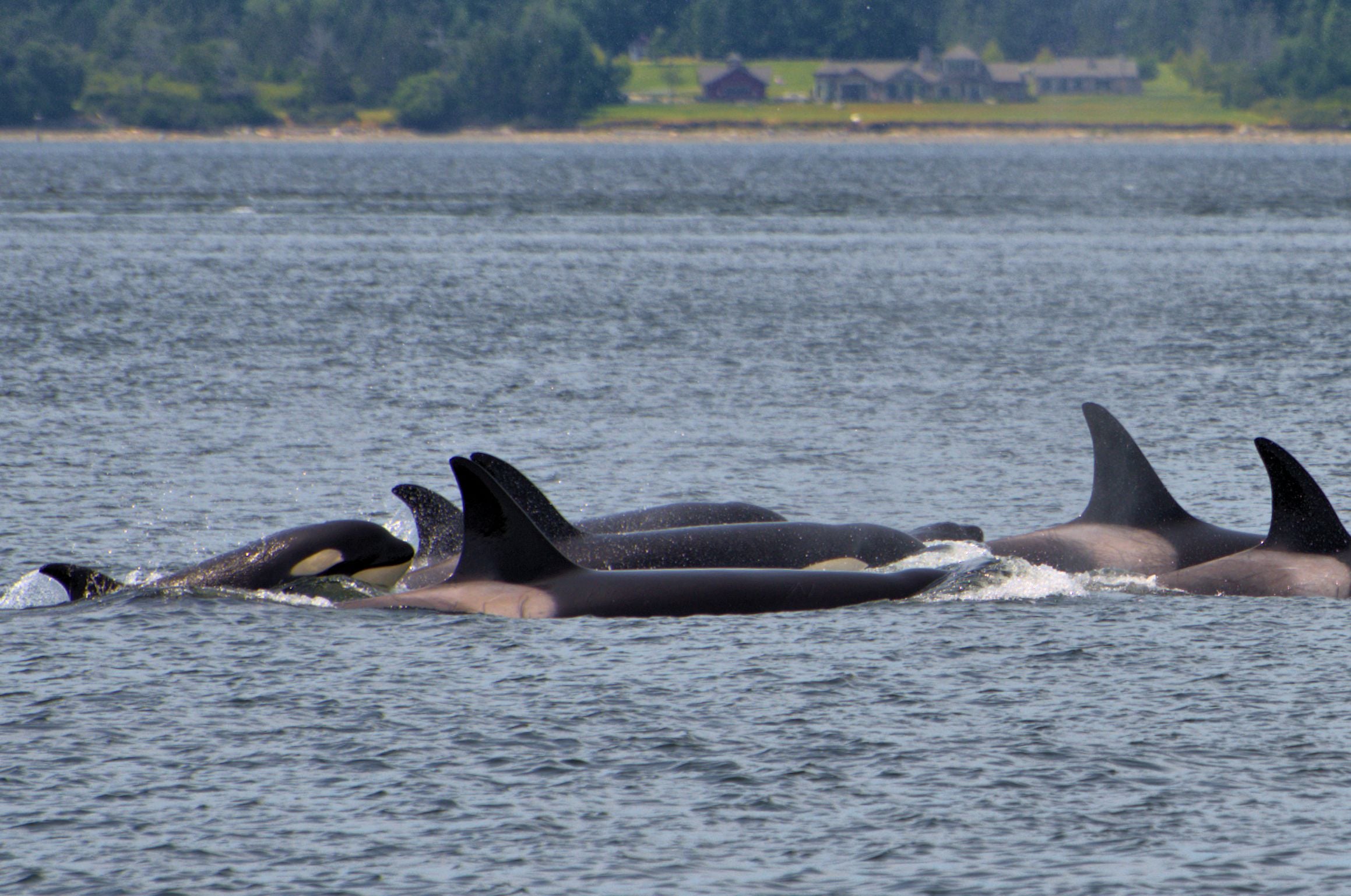 J9 pod of orcas swimming near forested shoreline during whale watching in Washington State