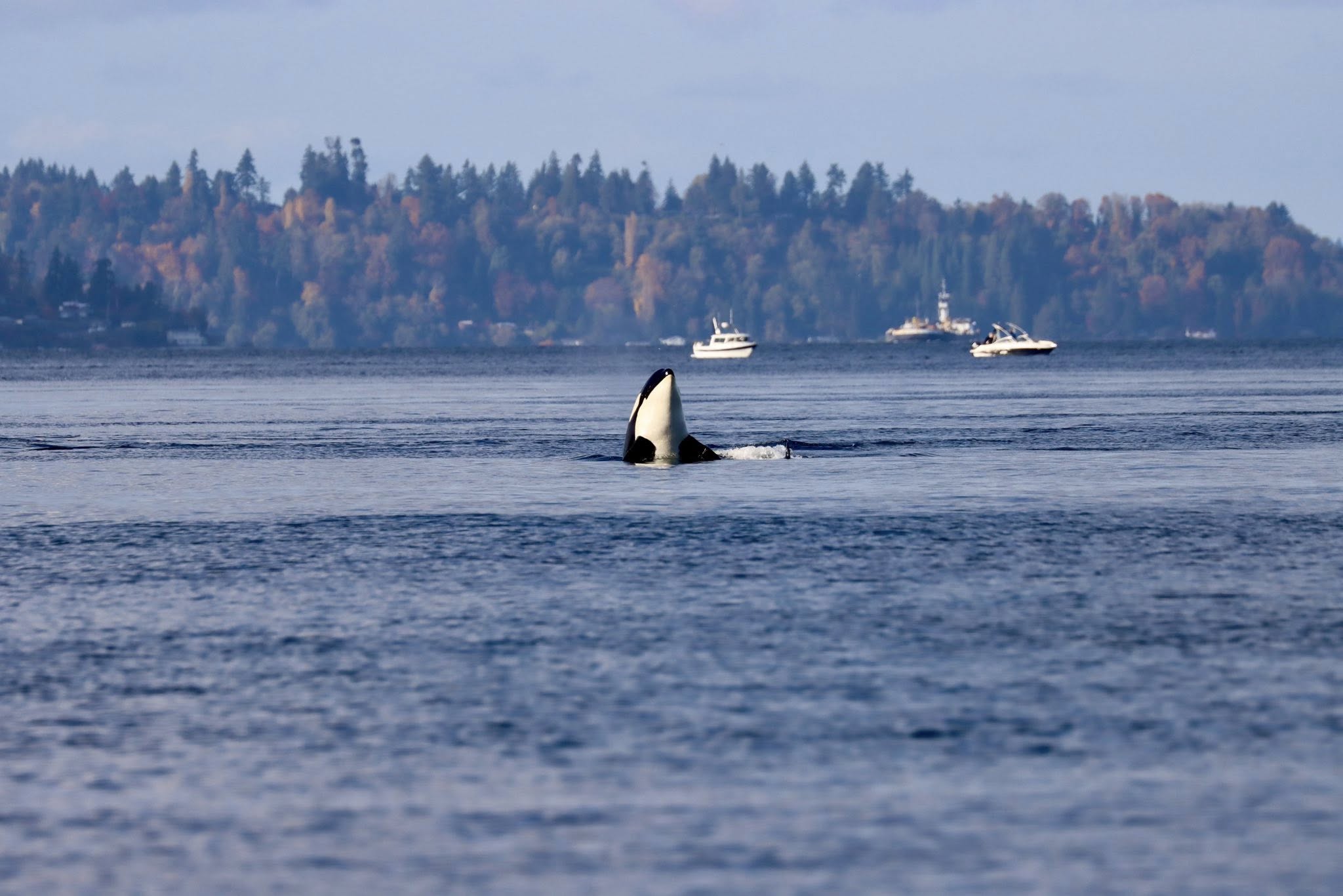 Whale Watching at Point Robinson