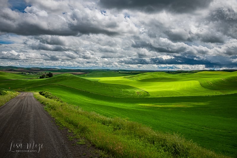 Palouse Hills by Lisa Mize