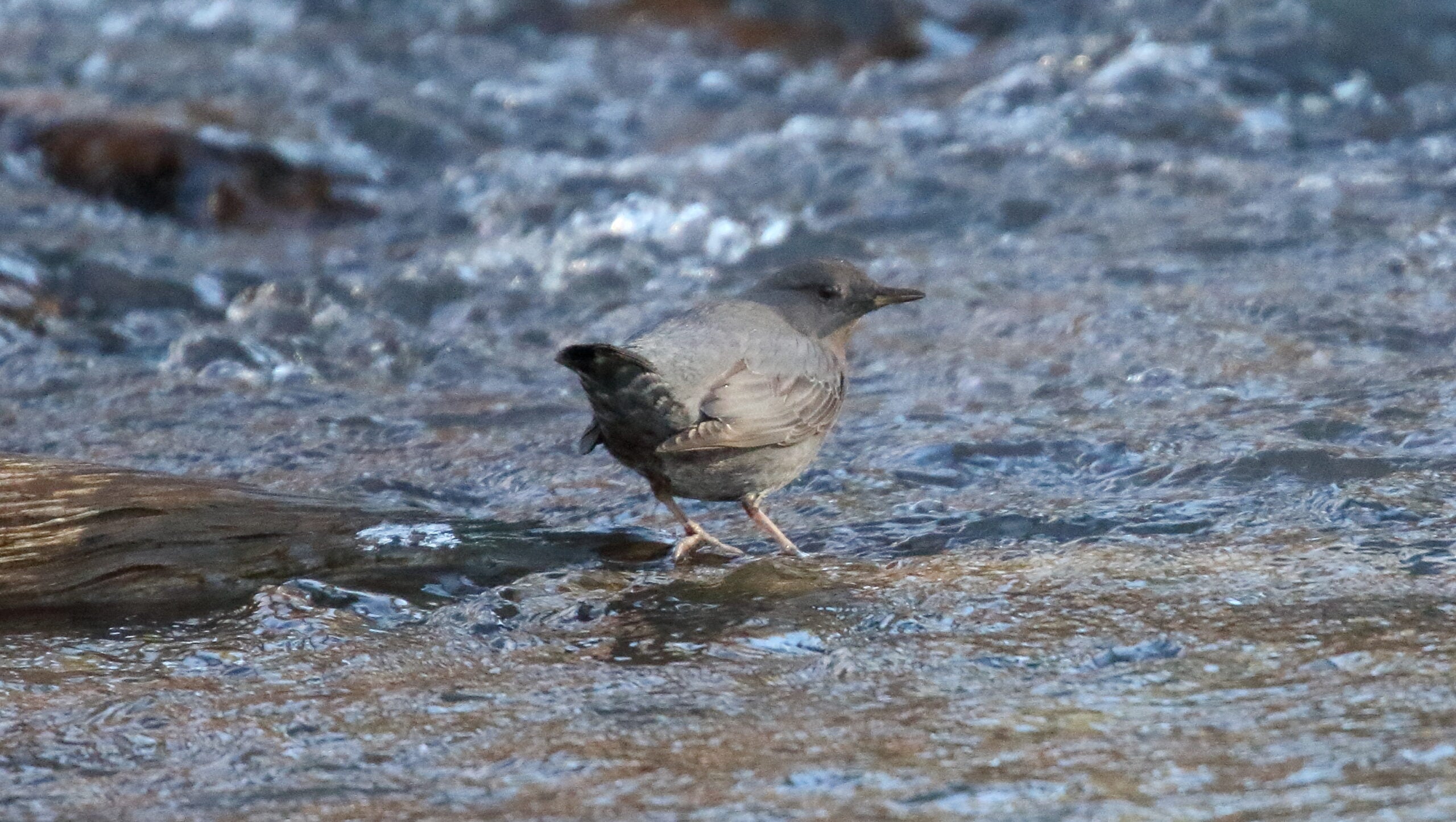 American Dipper perched near fast-moving water in the North Cascades