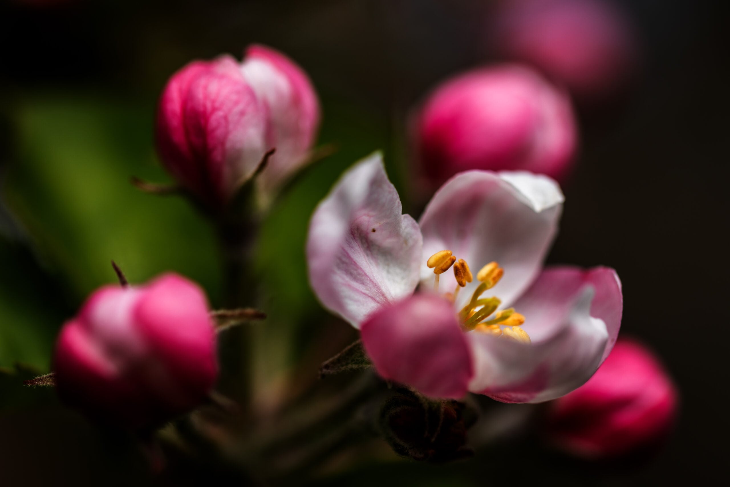 Close-up of apple tree blossoms in bloom in Eastern Washington orchard country