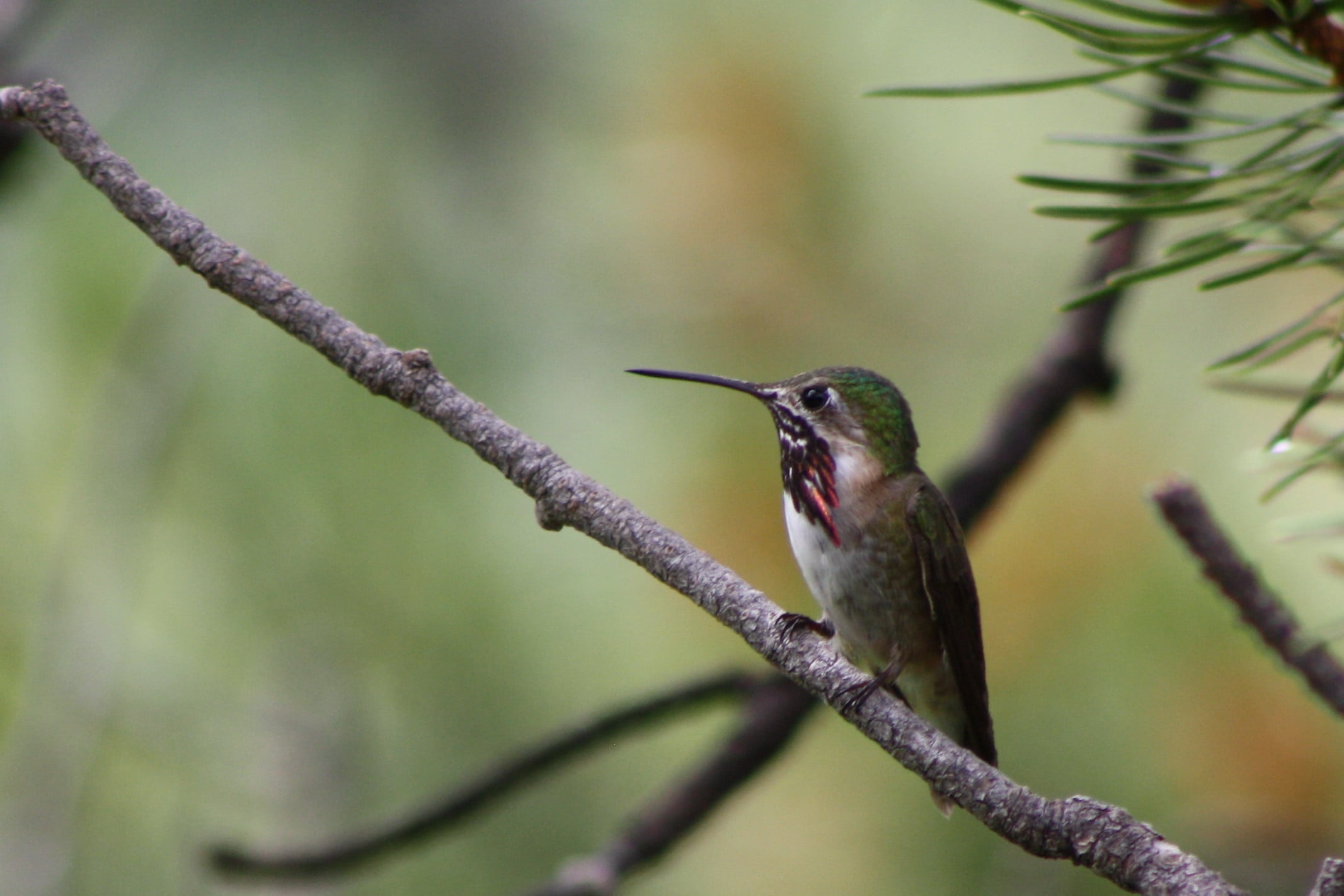 Male Calliope Hummingbird perched on branch in the North Cascades