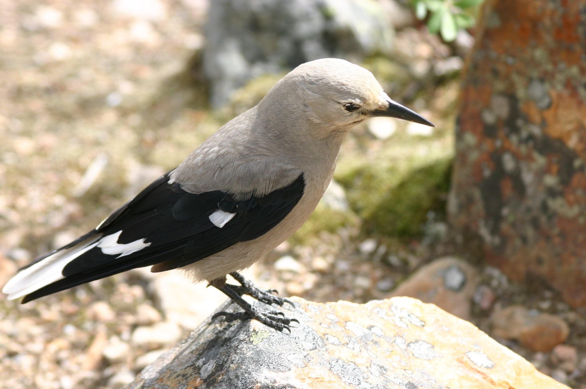 Clark's Nutcracker at Washington Pass in the North Cascades