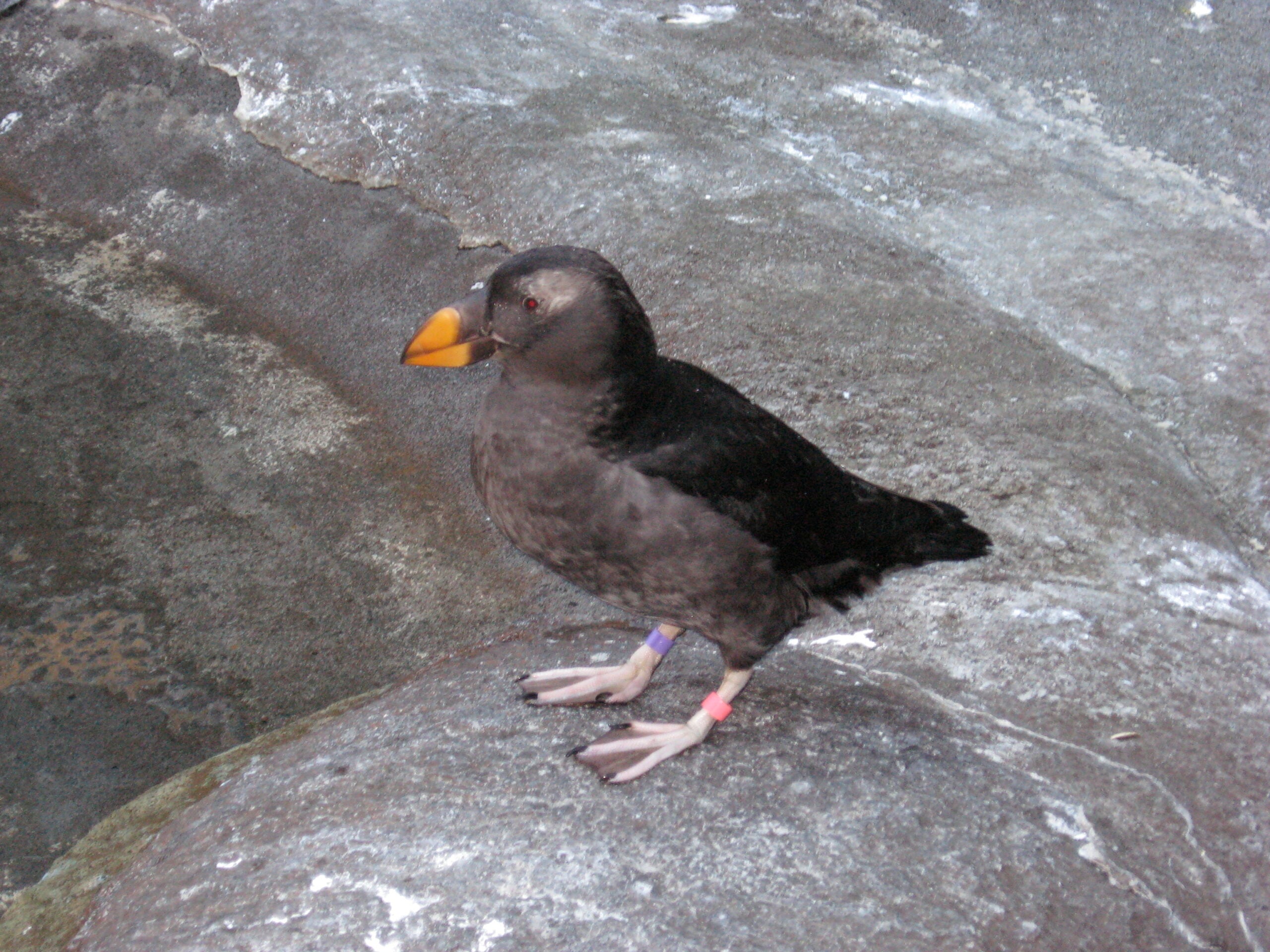 Point Defiance Zoo and Aquarium