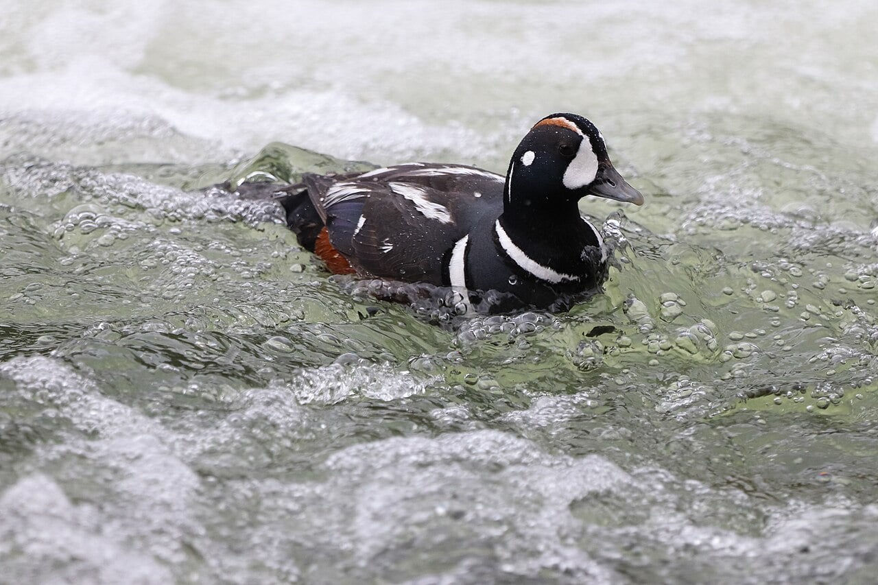 Male Harlequin Duck riding fast-moving water in North Cascades