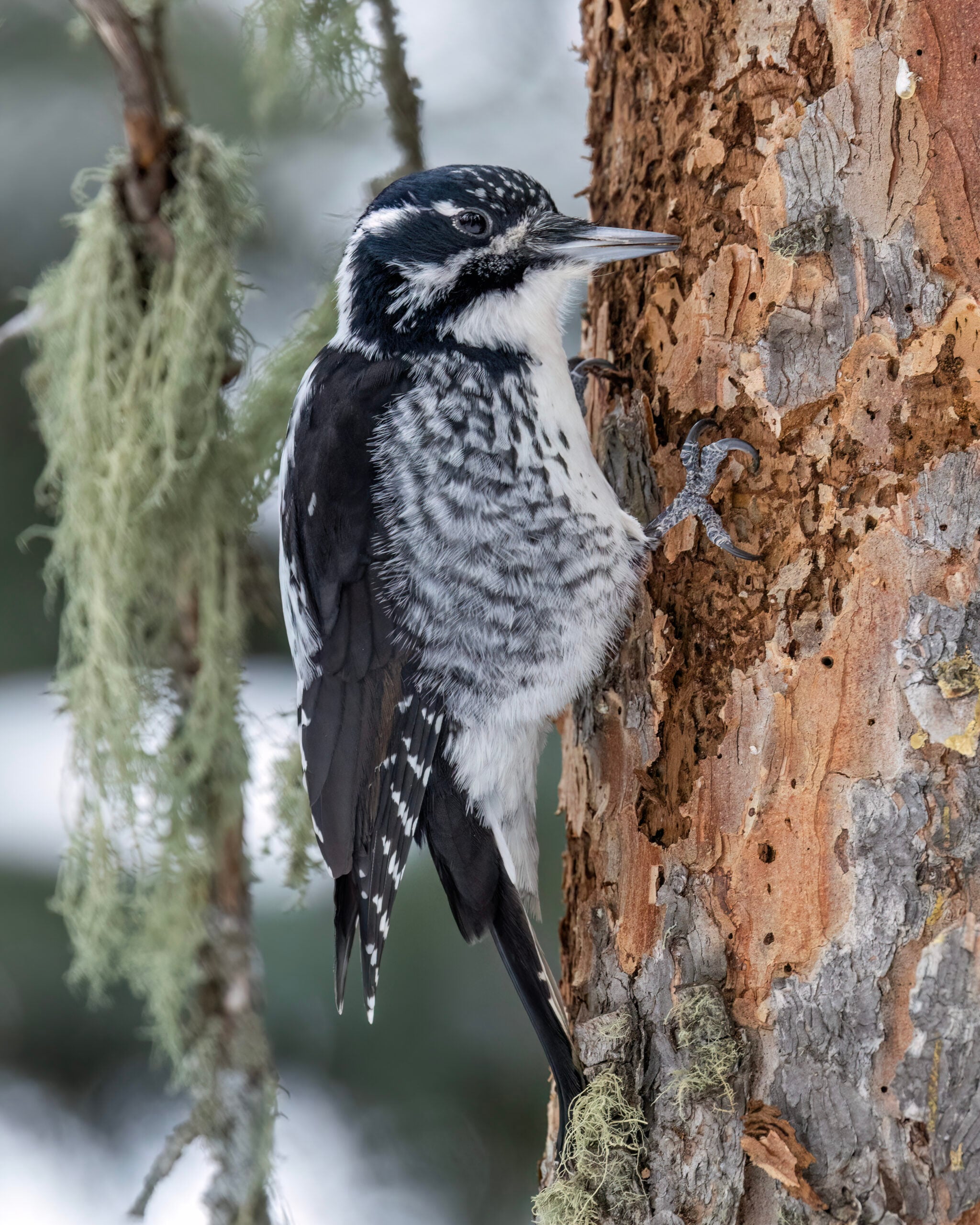 American Three-toed Woodpecker working a dead conifer at Rainy Pass