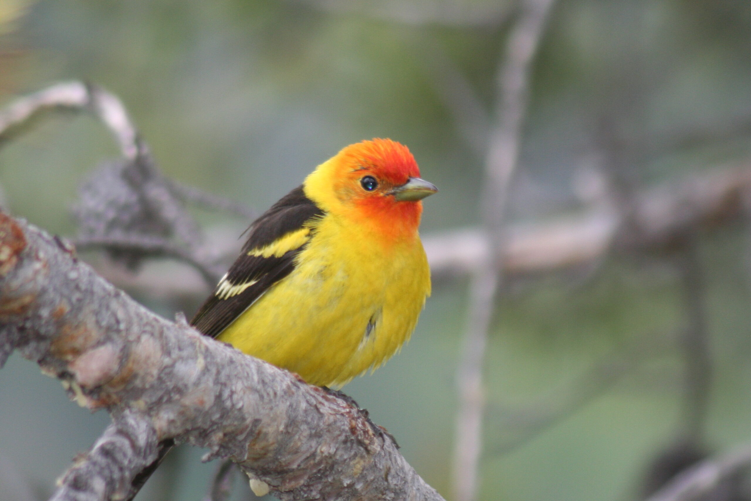 Male Western Tanager with orange-red head perched on branch