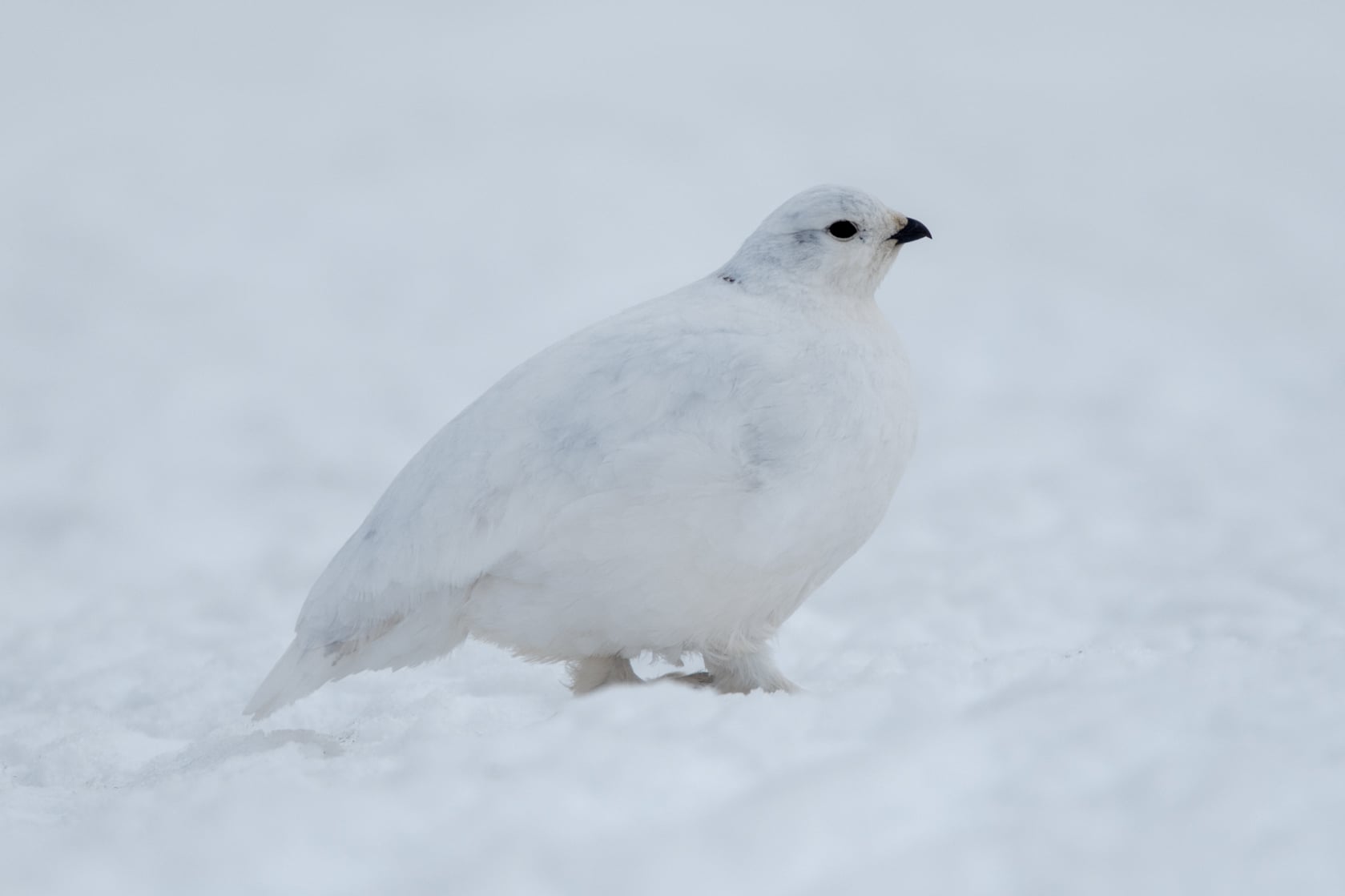 White-tailed Ptarmigan camouflaged on rocky alpine terrain at Washington Pass