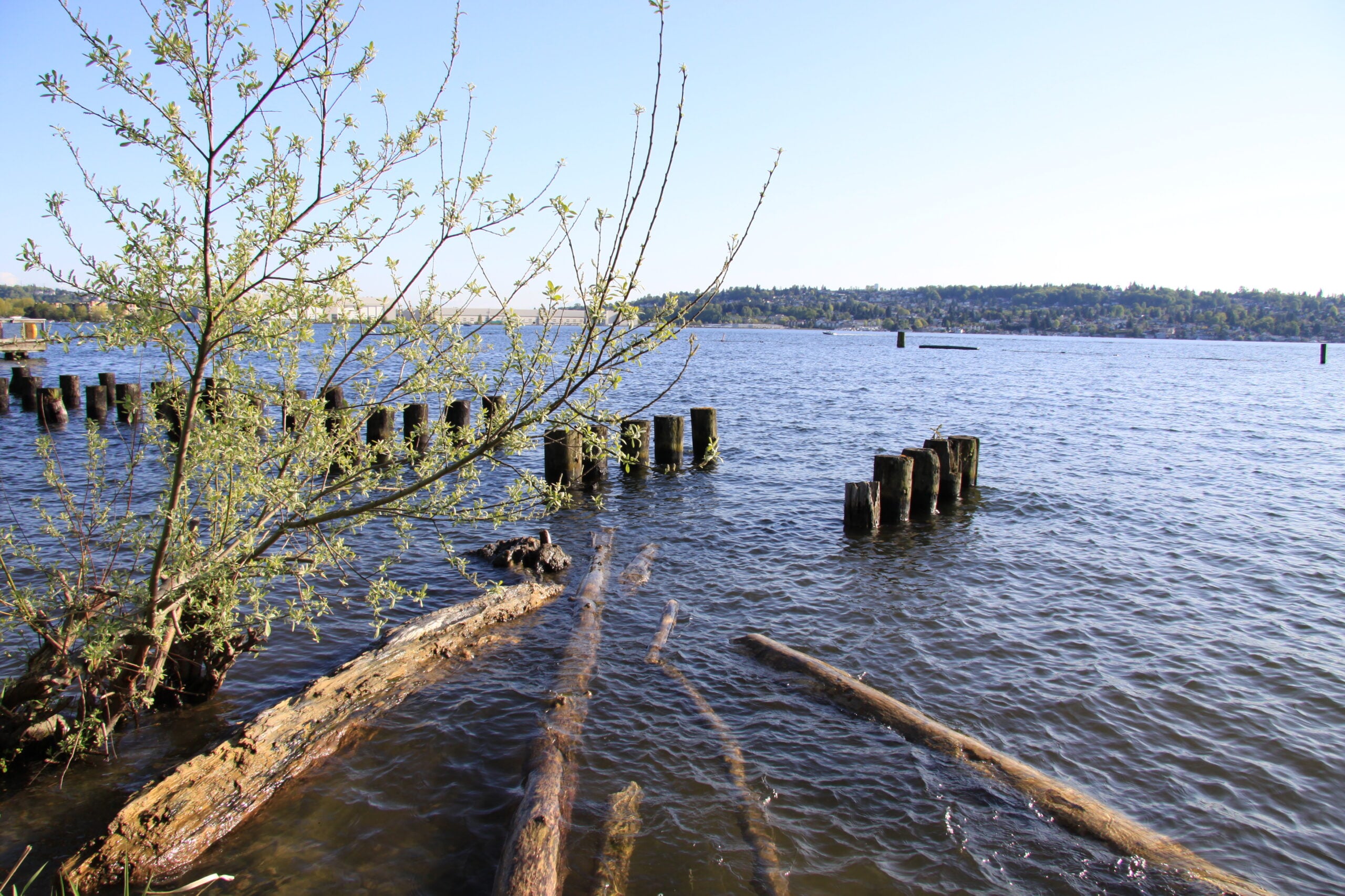 Lake Washington Rowing and Sailing