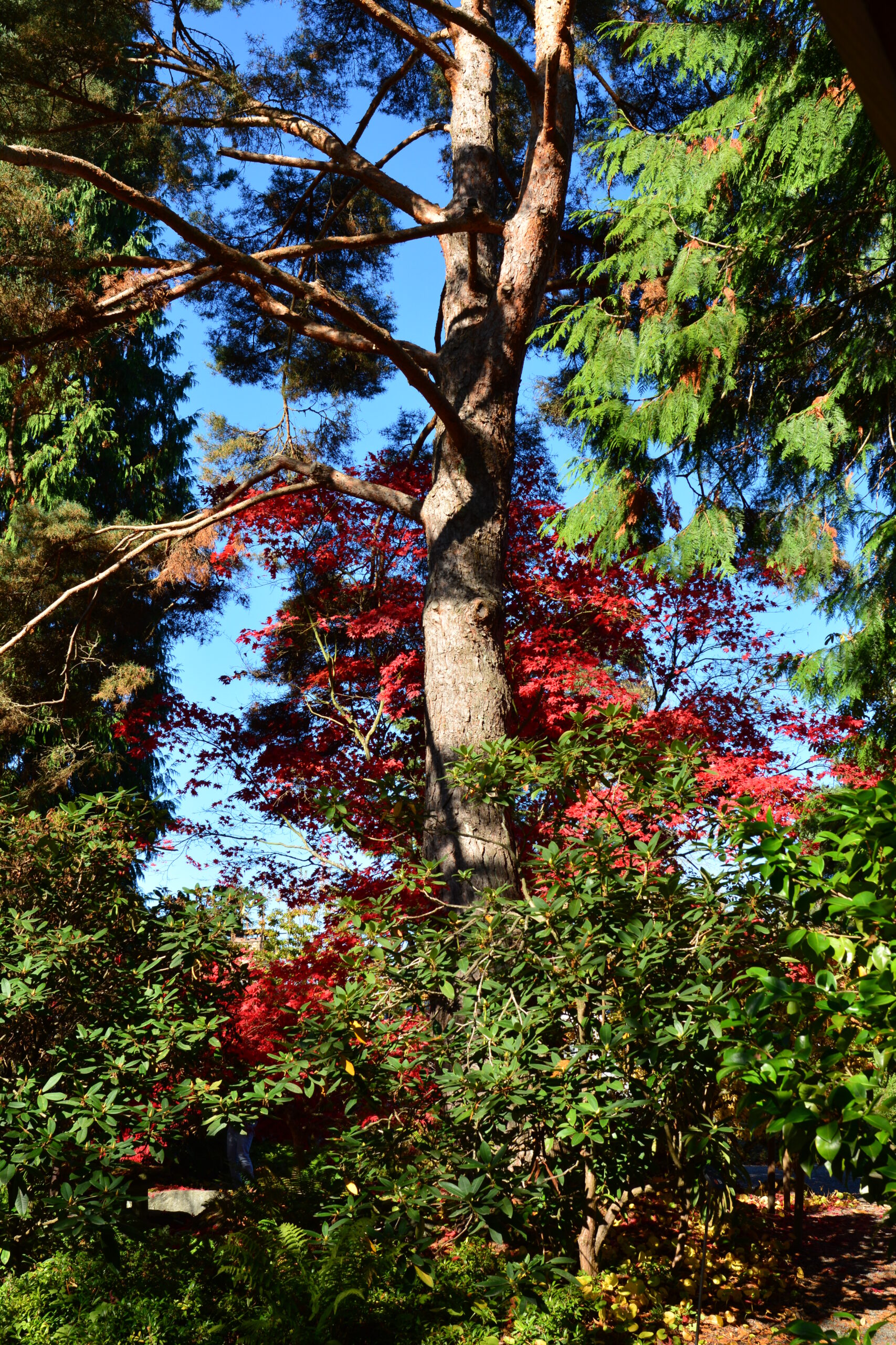 Bellevue Botanical Garden