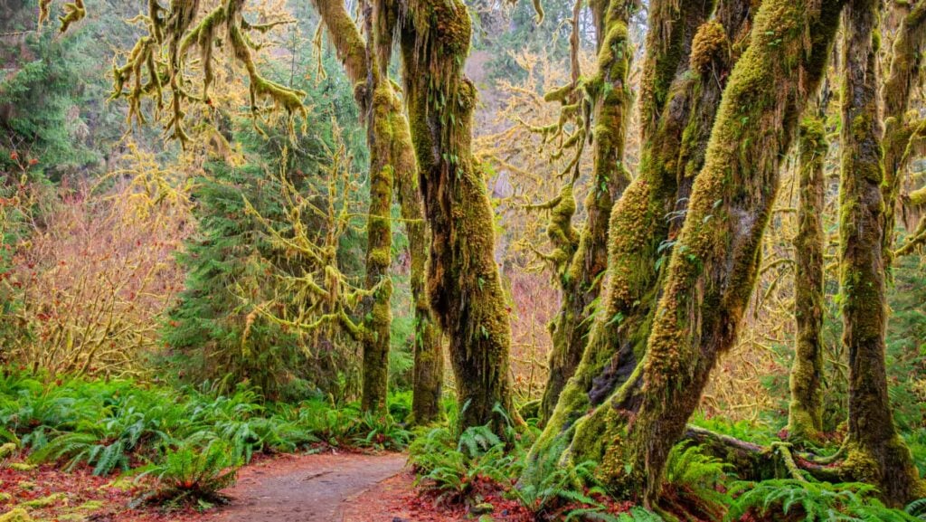 Visiting the Hoh Rainforest: Is It Worth the Drive?