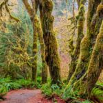 Visiting hoh rainforest moss on trees