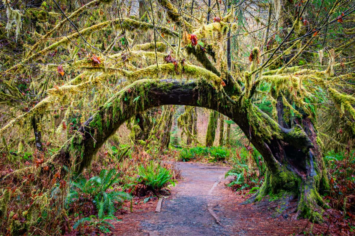 Moss covered tree arching over a path in the Hoh Rainforest