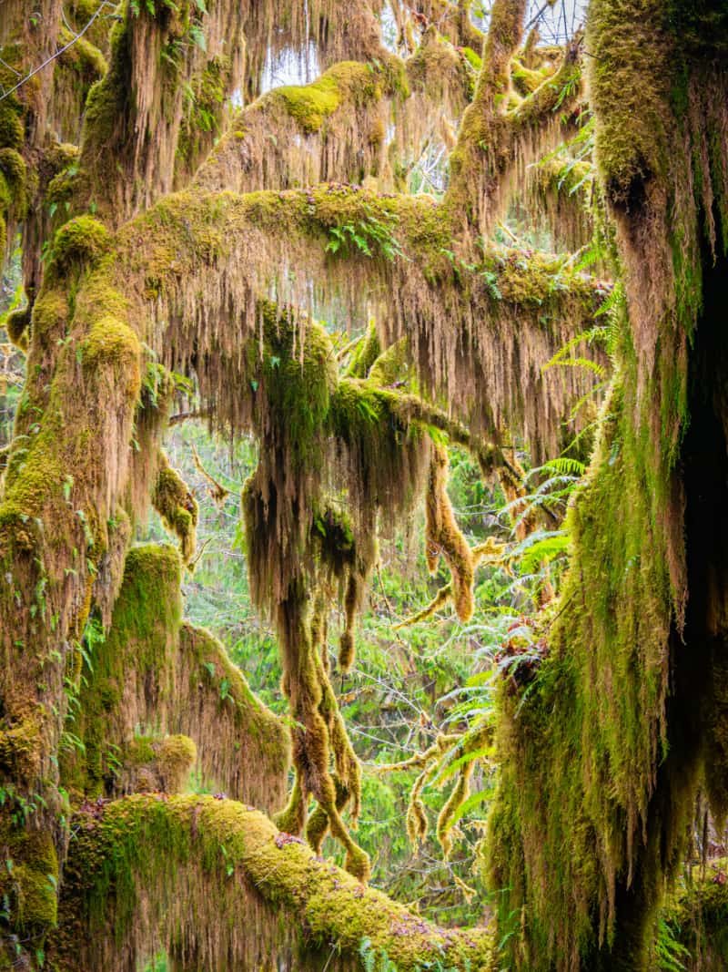 Moss hanging from branches deep in the Hoh Rainforest