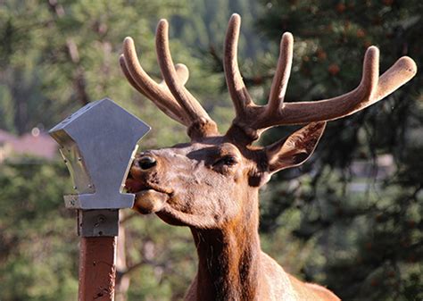 Oak Creek Elk Wildlife Viewing