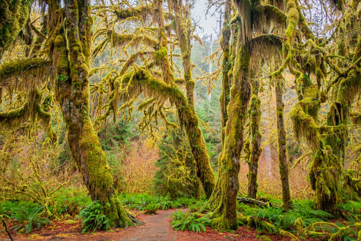 Pathway through old growth forest when visiting Hoh Rainforest