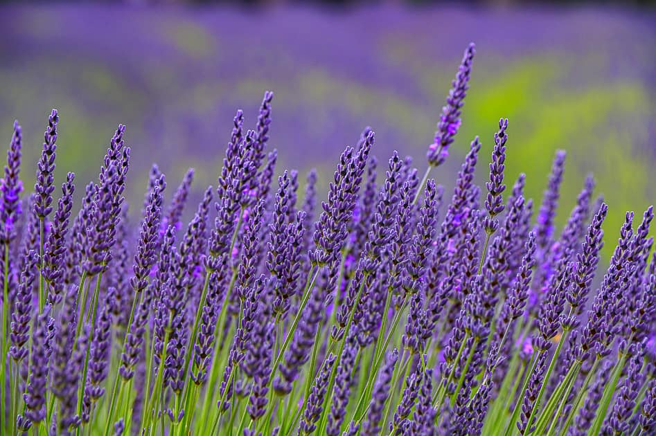 Lavender Farm Tours