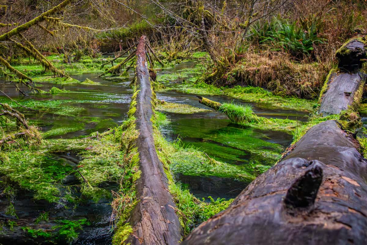 Swamp and wetlands along the Hoh Rainforest trail