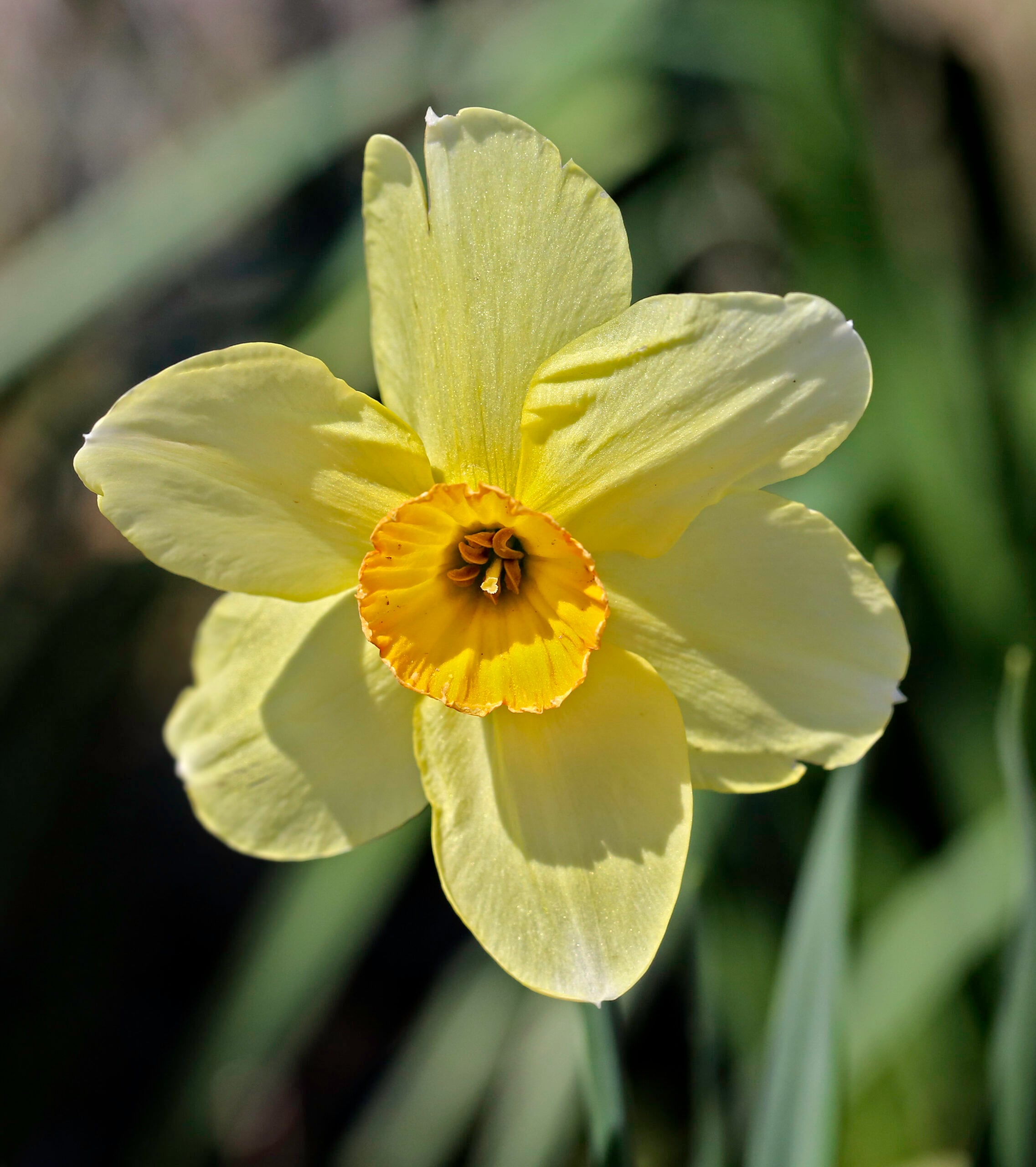 Puyallup Valley Daffodil Season