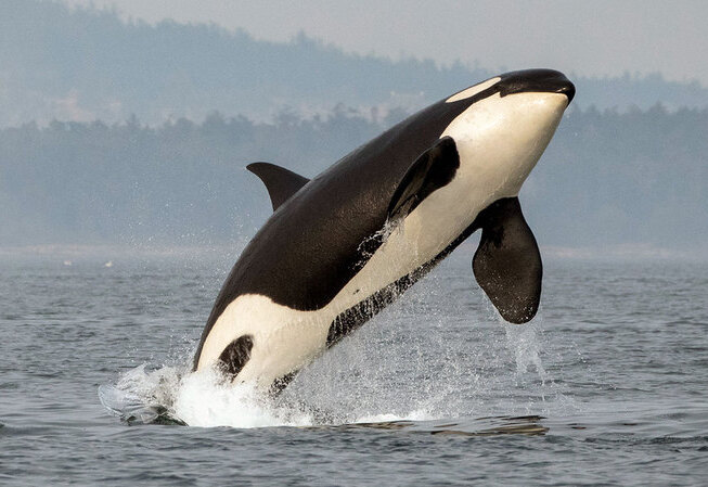 Whale Watching Boat Tours