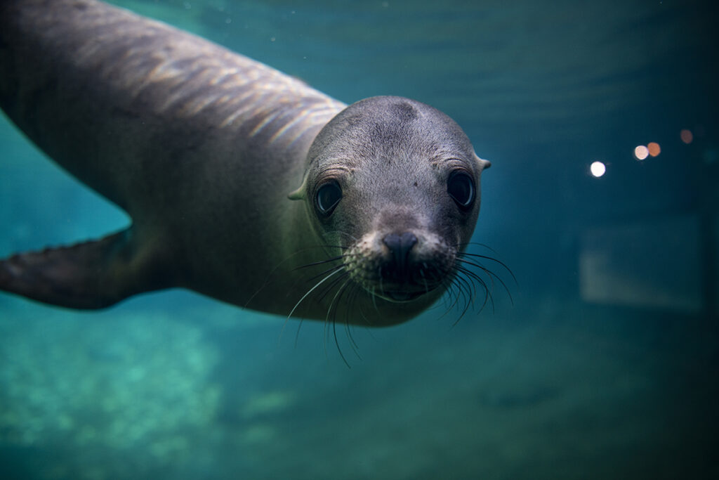 Point Defiance Zoo and Aquarium