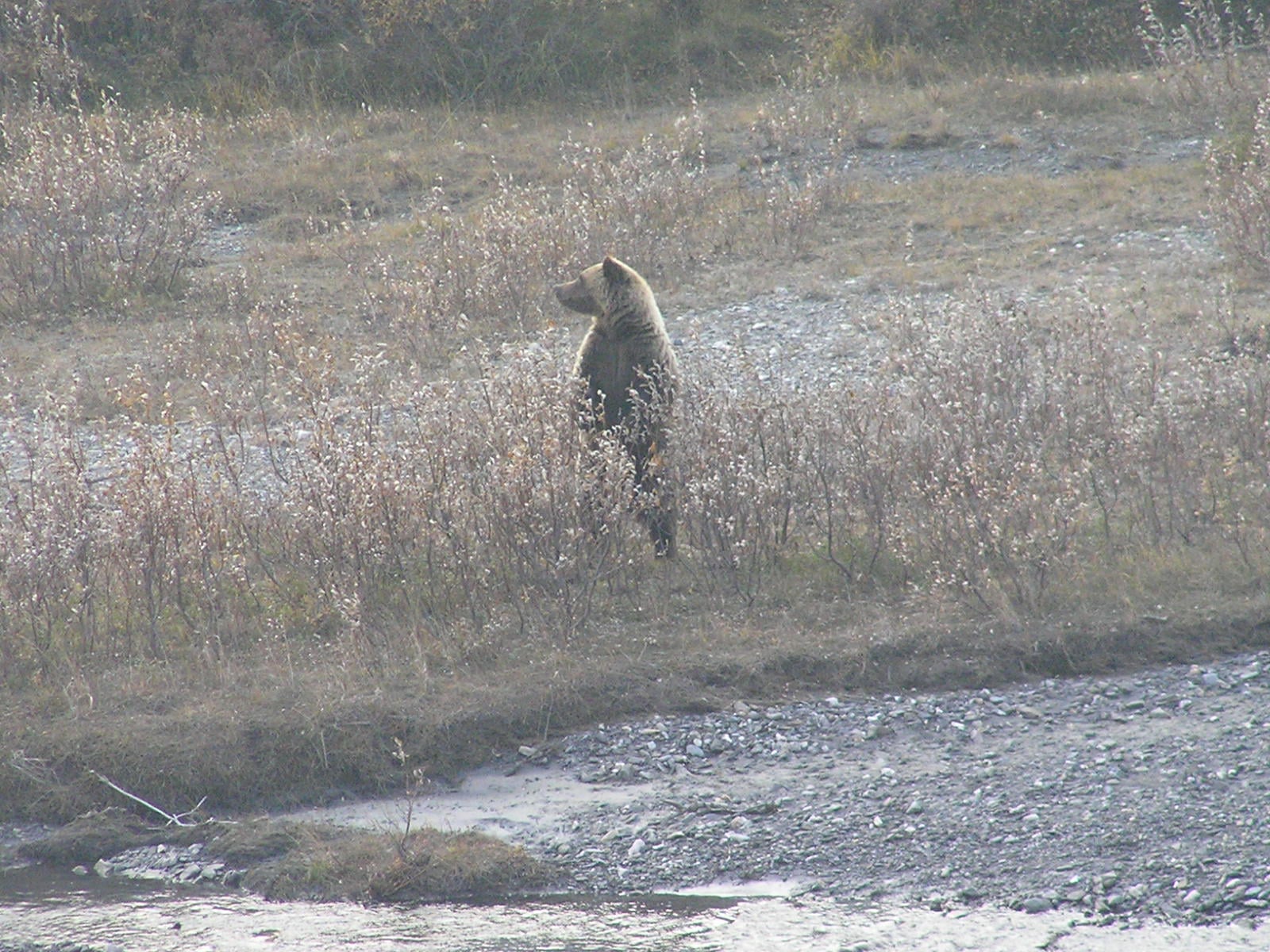 WSU Bear Center
