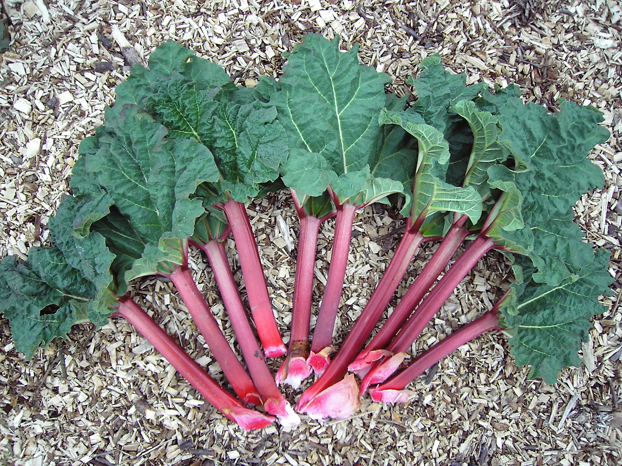 Rhubarb Days: 200 Vendors and More Rhubarb Than You Can Manage