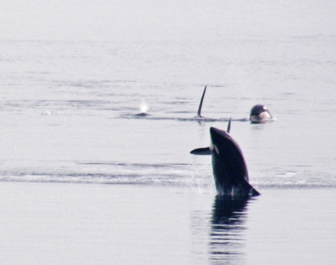 Sea Kayaking the Islands