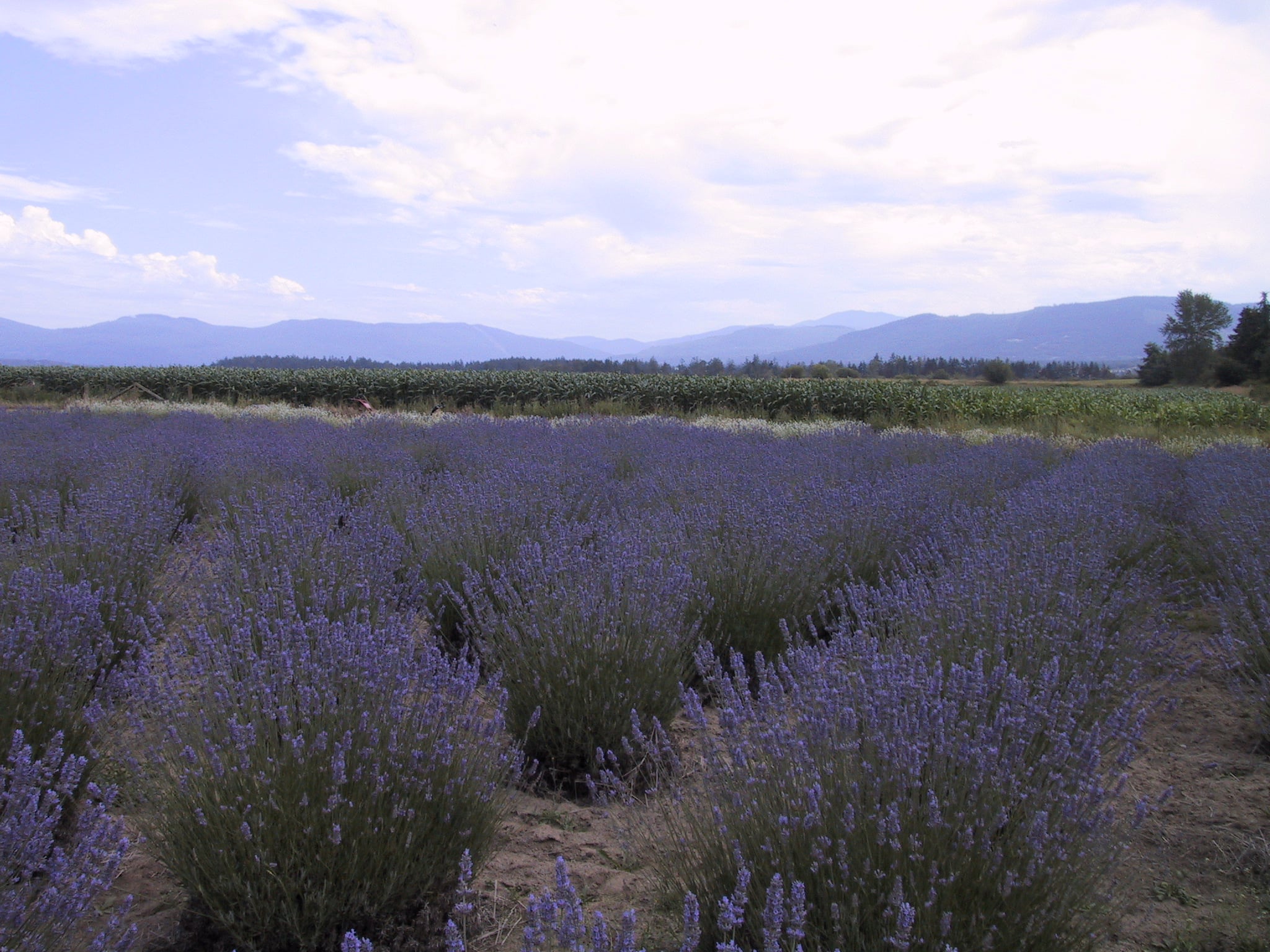Sequim Lavender Festival