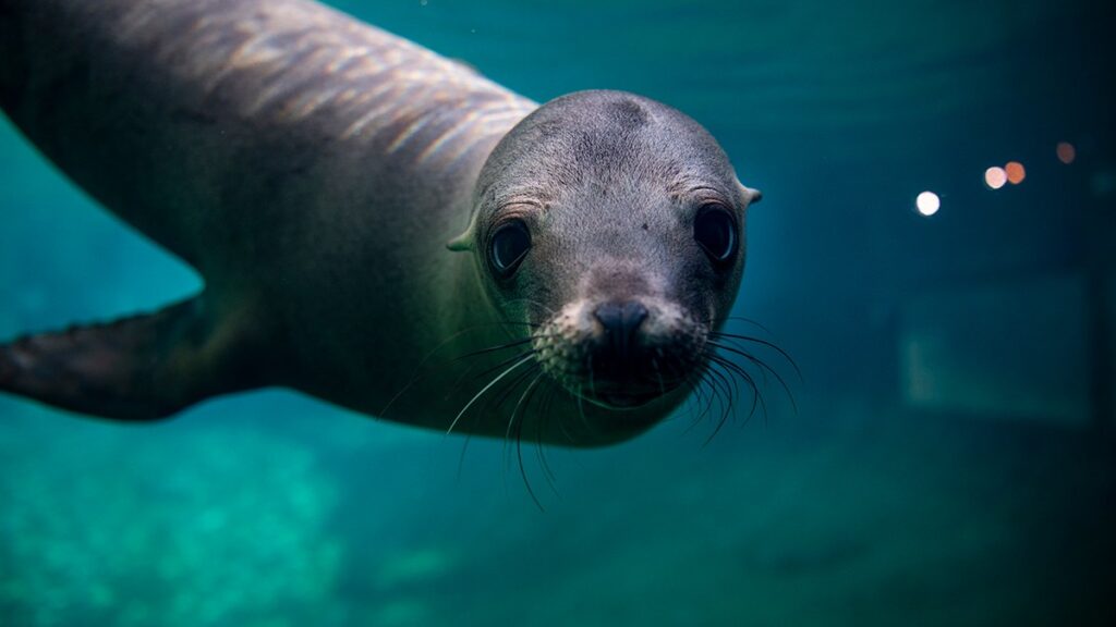 Point Defiance Zoo & Aquarium