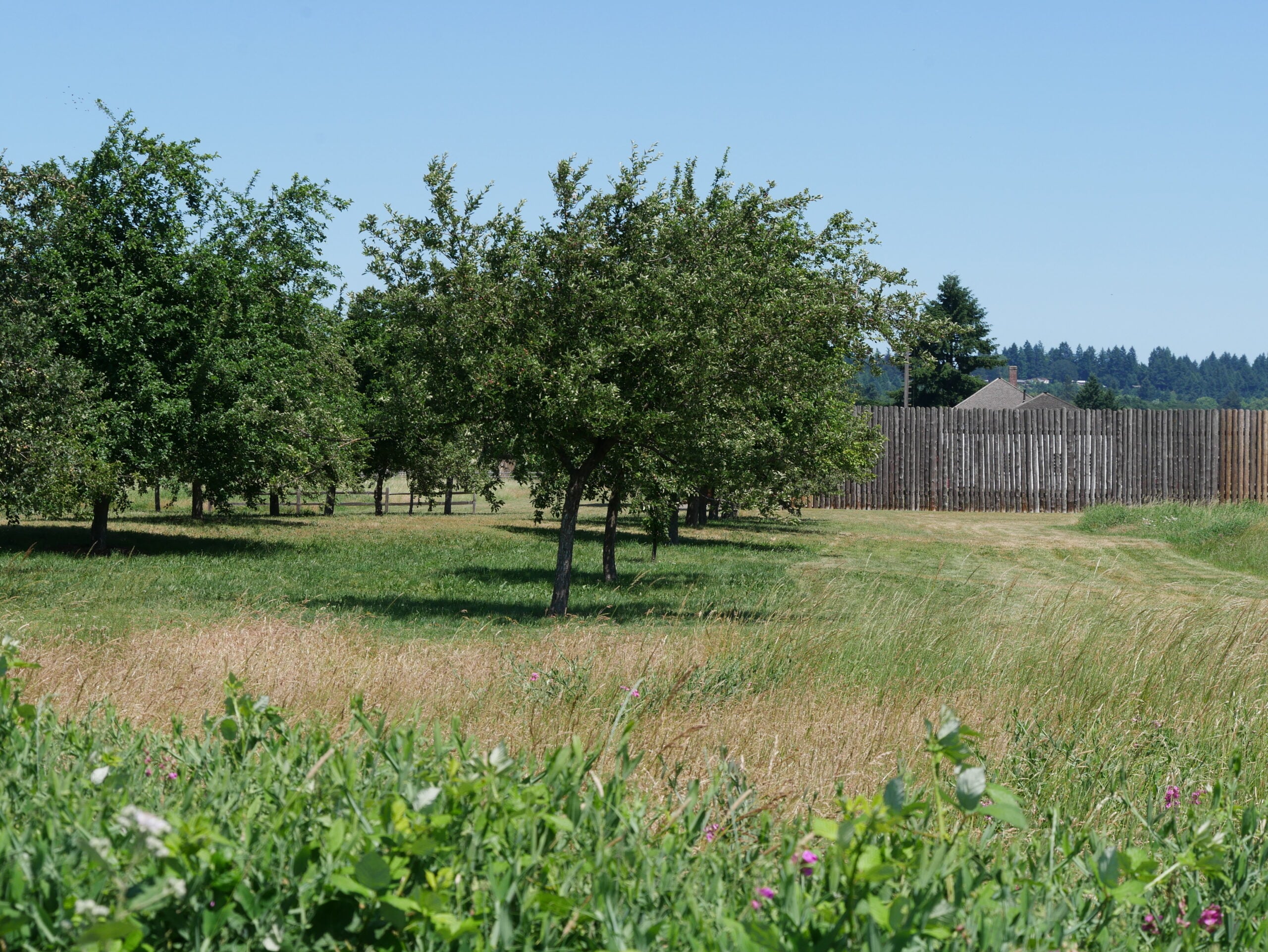 Apple orchard at Fort Vancouver, Washington