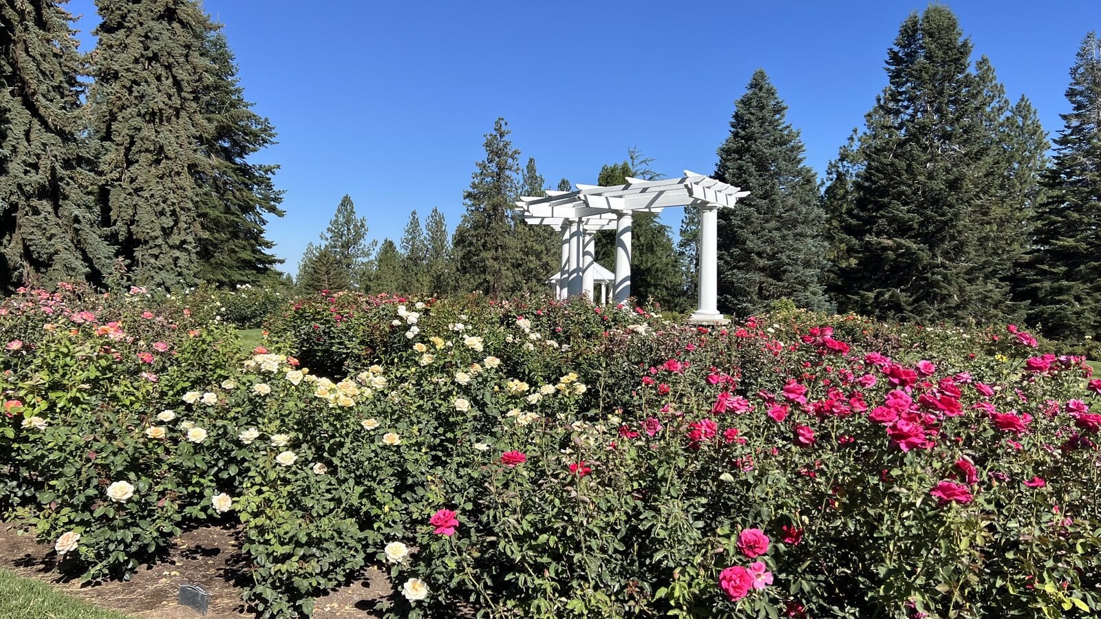 Pink and white roses banked below the white pergola on Rose Hill at Manito Park in Spokane