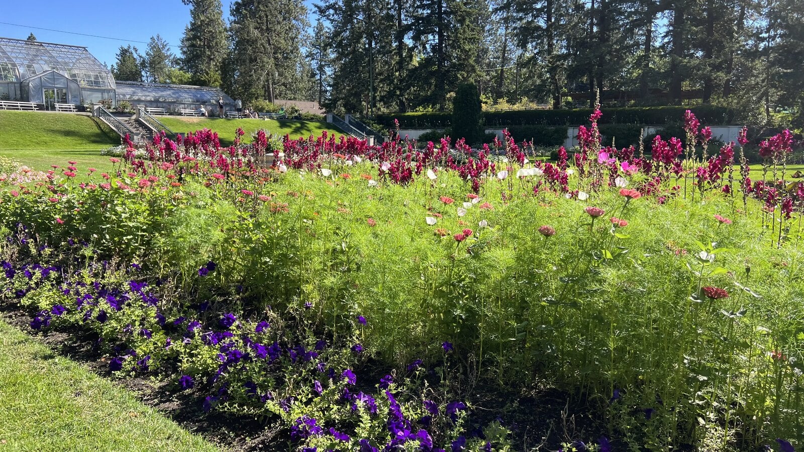 Magenta and purple perennial beds in the Joel E. Ferris Perennial Garden at Manito Park