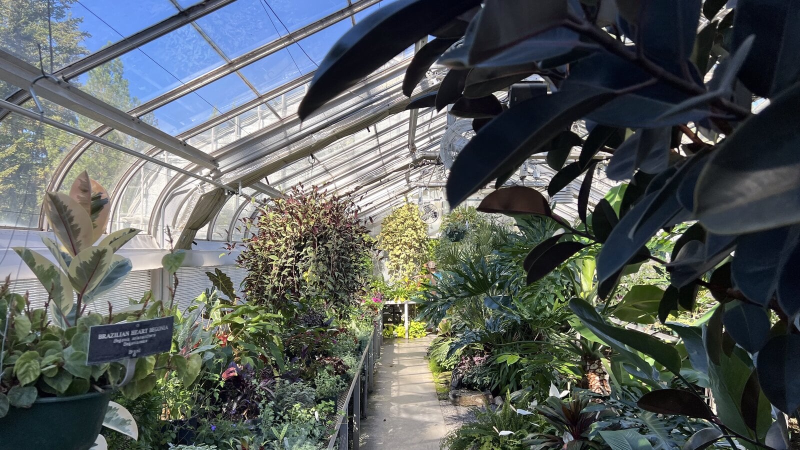 Tropical plants on benches under the glass of the Gaiser Conservatory at Manito Park
