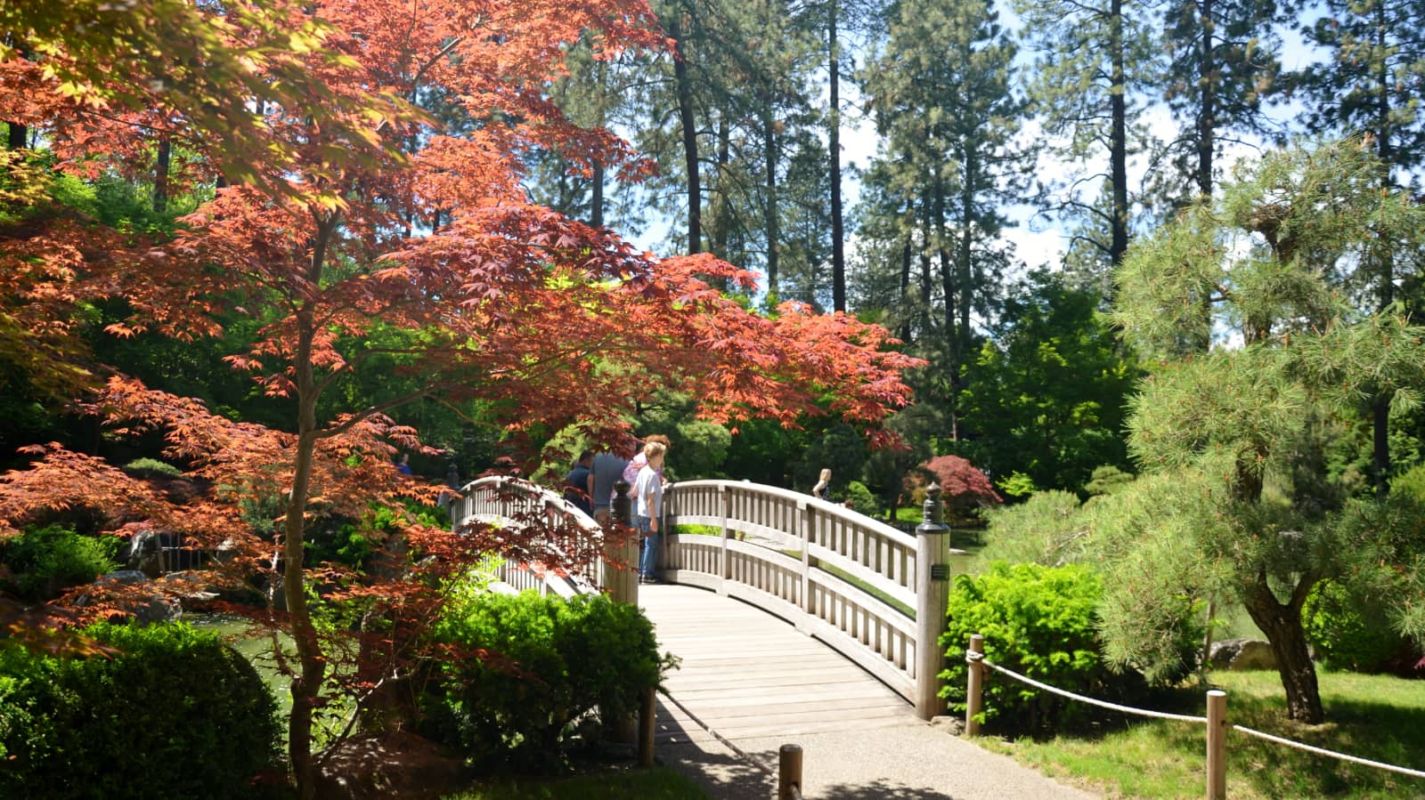 Arched wooden bridge over the koi pond in the Nishinomiya Tsutakawa Japanese Garden at Manito Park
