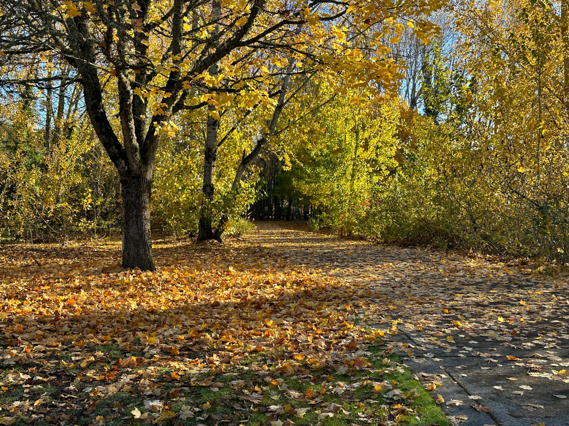 Columbia River Waterfront Renaissance Trail