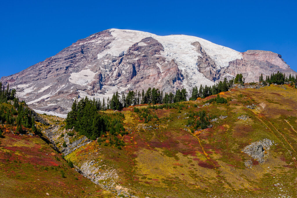 Mount Rainier close up above a golden fall meadow