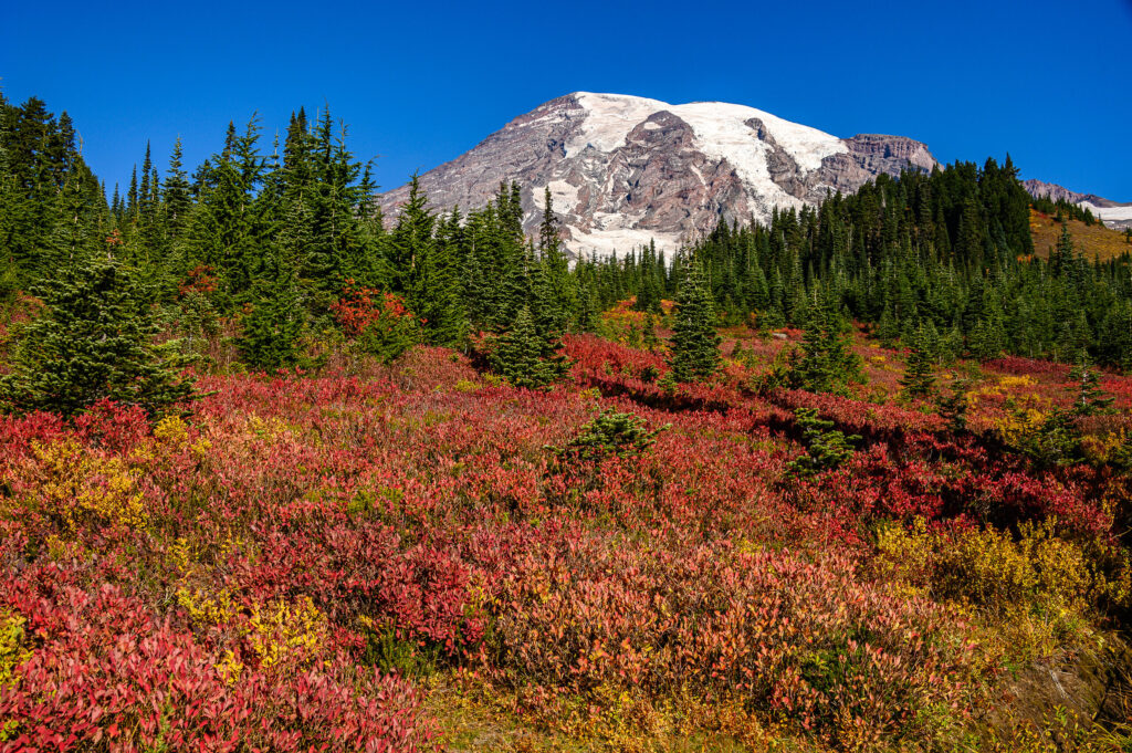 Mount Rainier above a crimson fall huckleberry meadow
