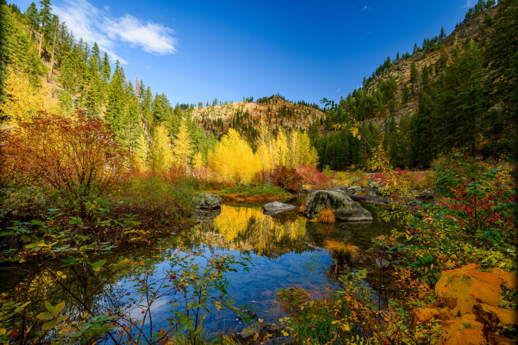 Golden larches reflected in an alpine tarn, fall hikes in Washington