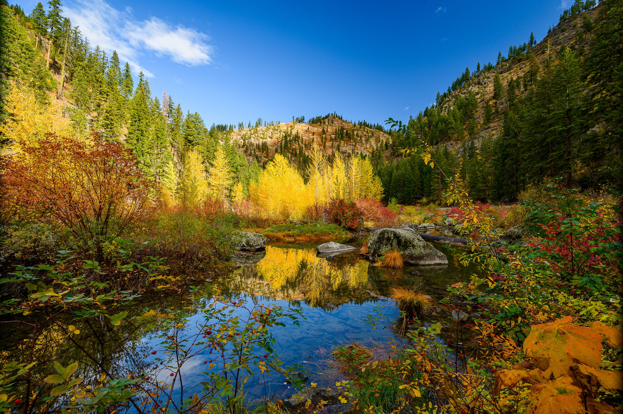 Golden larches reflected in an alpine tarn, fall hikes in Washington