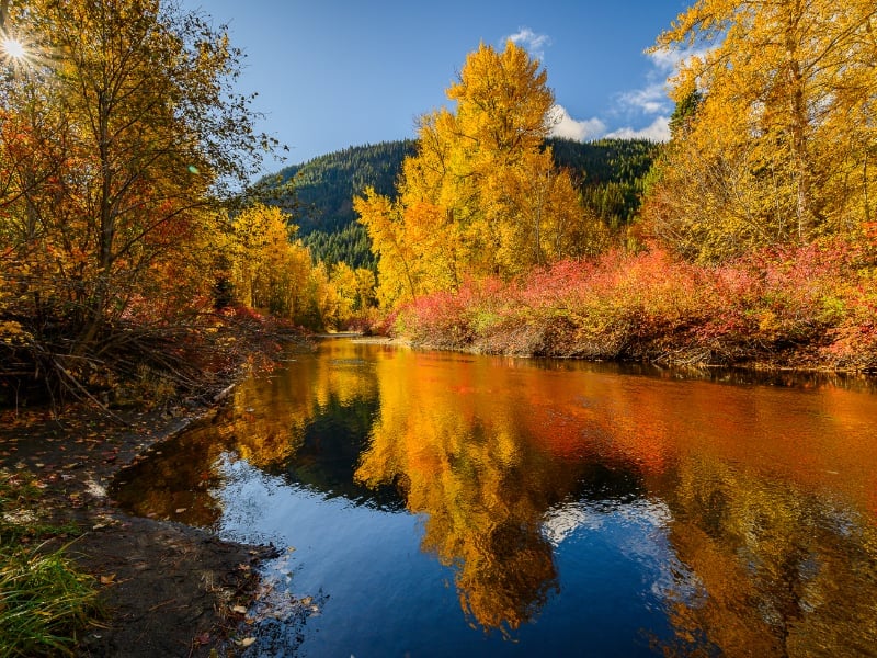 Golden alpine larches at peak fall foliage in Washington State