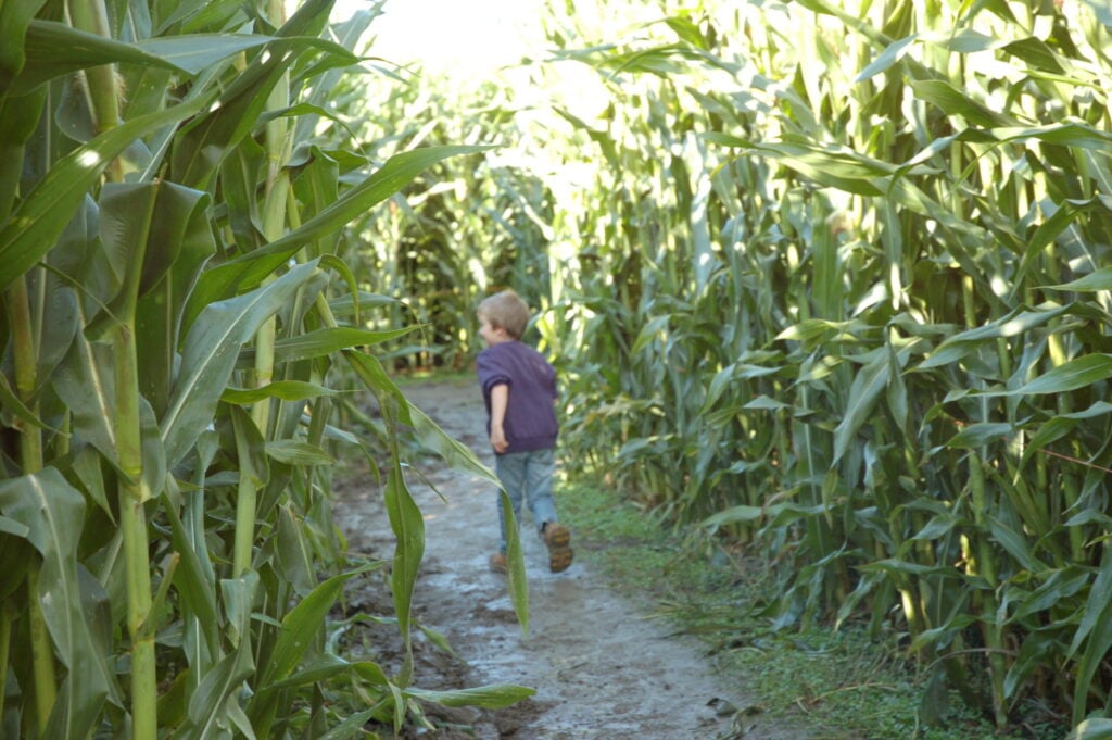 A child walking a cut path through tall corn at The Farm at Swans Trail