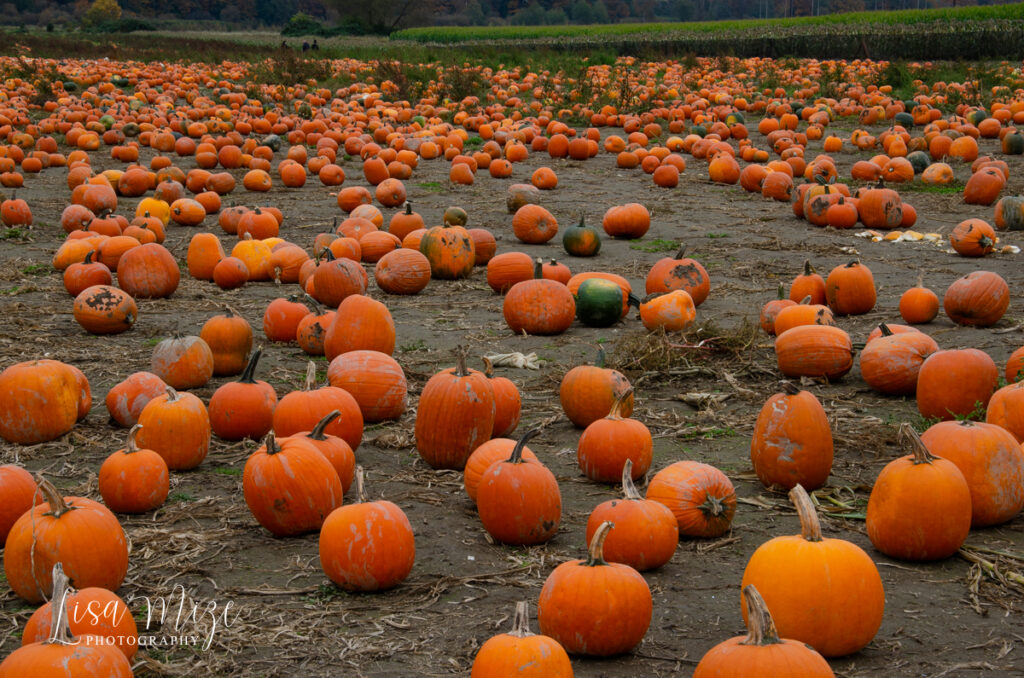 Rows of orange pumpkins at one of the best pumpkin patches in Washington