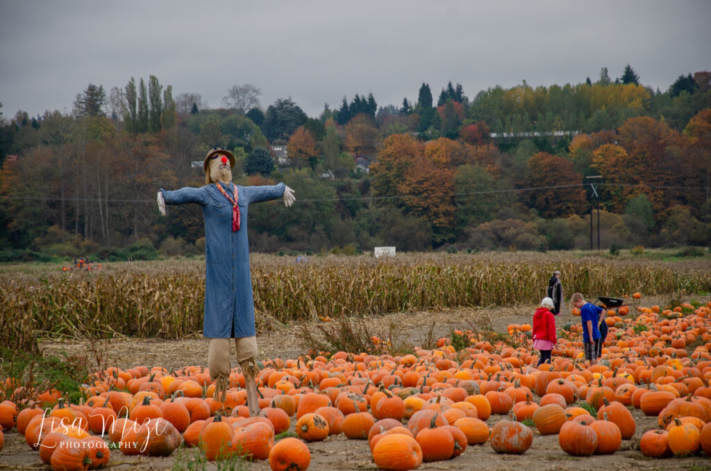 A scarecrow in a Washington pumpkin patch with fall trees behind
