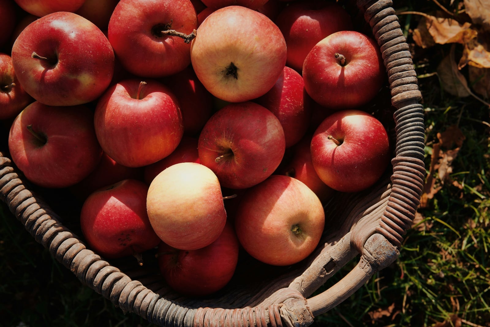 Basket of red apples freshly picked at a Washington harvest festival.